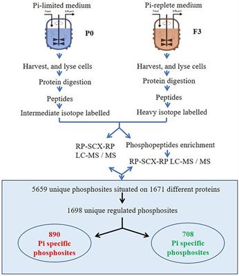 Regulation of autophagy and lipid accumulation under phosphate limitation in Rhodotorula toruloides